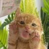 blehcat